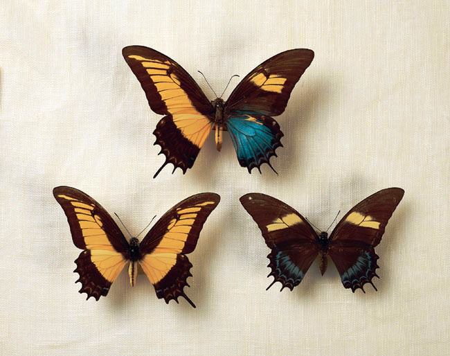 Papilio androgeus laodocus (Gynandromorph male female) (Internet Image property of respective owner, non-commercial use only)